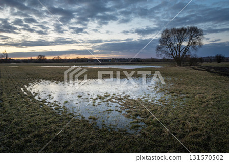 Water in a meadow with a tree and the evening sky 131570502