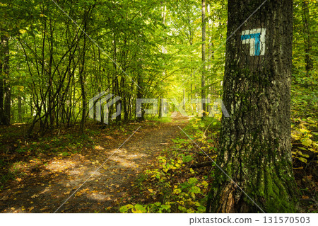 Symbol of a long distance hiking trail in a forest 131570503
