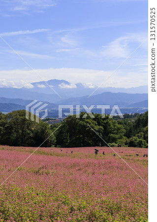Beautiful scenery of red buckwheat fields and blue mountains in Minowa Town, Nagano Prefecture 131570525