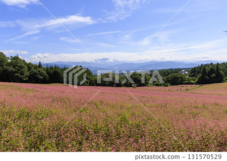 Beautiful scenery of red buckwheat fields and blue mountains in Minowa Town, Nagano Prefecture Beautiful scenery of red buckwheat fields and blue mountains in Minowa Town, Nagano Prefecture 131570529