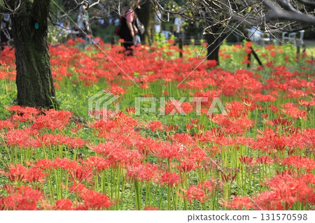 東京府中市立森林博物館Higan Hana 131570598