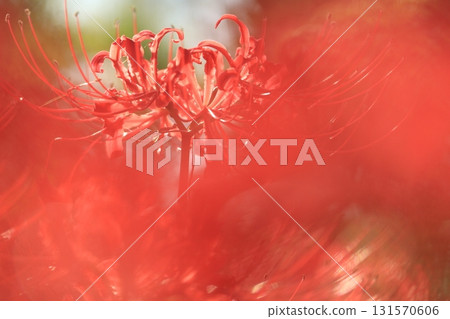 東京府中市立森林博物館Higan Hana 131570606