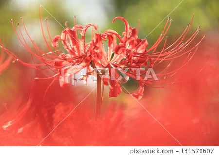 東京府中市立森林博物館Higan Hana 131570607