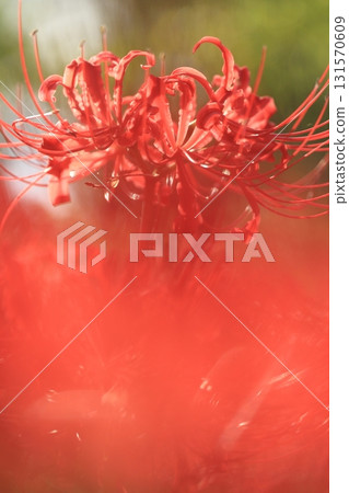 東京府中市立森林博物館Higan Hana 131570609