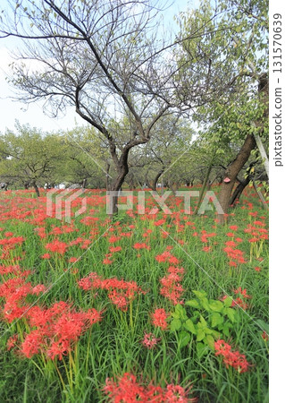 Higan Hana, Fuchu City Local Forest Museum, Tokyo 131570639