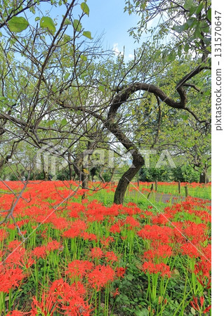 Higan Hana, Fuchu City Local Forest Museum, Tokyo Higan Hana, Fuchu City Local Forest Museum, Tokyo 131570647