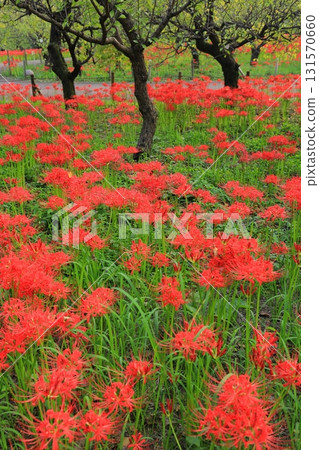 Higan Hana, Fuchu City Local Forest Museum, Tokyo 131570660