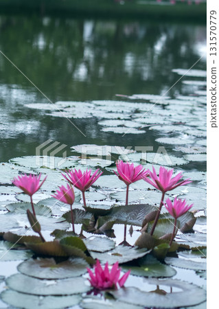 Vibrant pink water lilies bloom amidst lush green lily pads in a serene pond, reflecting natural beauty and tranquility. 131570779