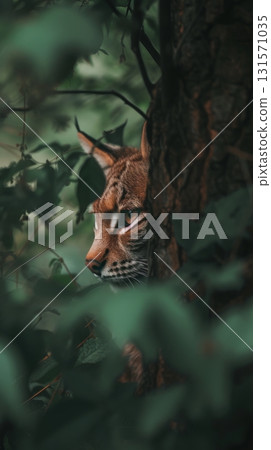 Stealthy lynx hiding behind tree foliage in the forest Stealthy lynx hiding behind tree foliage in the forest 131571035
