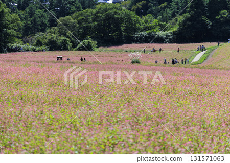 A view of a field of red buckwheat in full bloom and visitors in the red buckwheat village of Minowa Town, Nagano Prefecture 131571063
