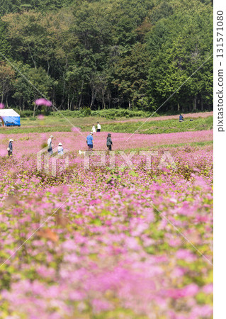 長野縣三之輪町紅蕎麥村盛開的紅蕎麥田與遊客的景色 長野縣三之輪町紅蕎麥村盛開的紅蕎麥田與遊客的景色 131571080