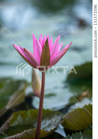 Graceful pink lotus buds rise from a serene pond, their delicate forms a symbol of purity and natural elegance. Graceful pink lotus buds rise from a serene pond, their delicate forms a symbol of purity and natural elegance. 131571096