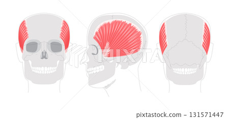 Temporalis - Human jaw muscle displayed in detailed anatomy chart, controls elevation and retraction of the mandible, Temporalis - Human jaw muscle displayed in detailed anatomy chart, controls elevation and retraction of the mandible, 131571447