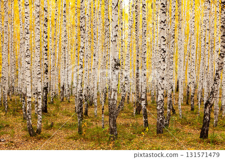 Birch forest in autumn. October Birch forest in autumn. October 131571479