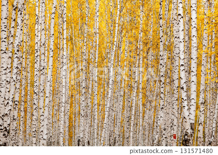 Birch forest in autumn. October 131571480