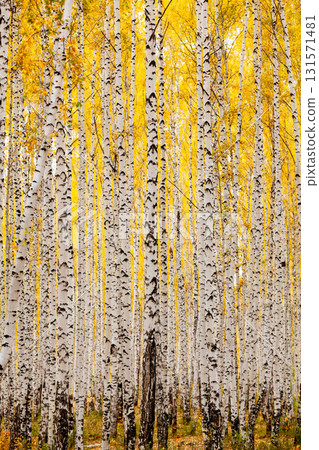 Birch forest in autumn. October 131571481