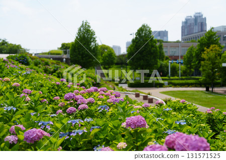 Hydrangeas in Odaiba, photographed on June 7, 2025 131571525