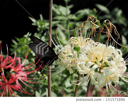 一隻黑燕尾蝶正在從一朵白蜘蛛百合吸取花蜜 131571890