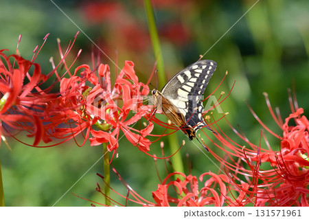 The whip beak suckling the cluster amaryllis nectar The whip beak suckling the cluster amaryllis nectar 131571961