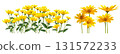 Yellow flower cutout (transparent background) 131572233