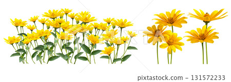 Yellow flower cutout (transparent background) 131572233