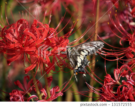 Swallowtail butterfly sucking nectar of red cluster amaryllis 131572555