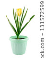 Yellow tulip flower in a green pot isolated on white background, close-up, high sharpness and detail 131572599