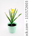 yellow tulip in a green flowerpot, isolated on white background, concept of growing flowers at home 131572603