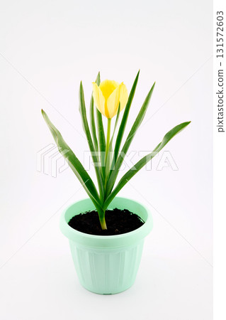 yellow tulip in a green flowerpot, isolated on white background, concept of growing flowers at home 131572603