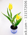 yellow tulip in a purple pot on a white background, concept of growing flowers at home 131572606