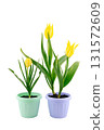 two tulips in flower pots isolated on white background, close-up, high sharpness and detail 131572609