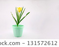 yellow blooming tulip in a green pot on a white background, empty space for text 131572612