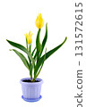yellow blooming tulip in a purple pot on a white background, close-up, high sharpness and detail 131572615