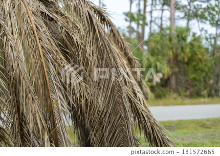 Dead palm tree with dry branches on Florida home backyard. Tree removal concept Dead palm tree with dry branches on Florida home backyard. Tree removal concept 131572665