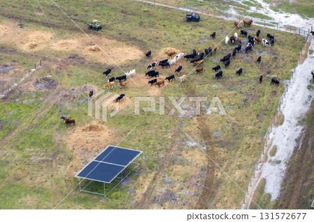 Cow feed lot with meat cows. Cattle stockyard on farm in USA 131572677