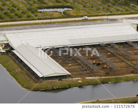 Cow feed lot with meat cows. Cattle stockyard on farm in USA 131572678