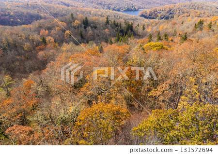 Colorful mountain forest with yellow canopies in autumn at sunset. Landscape of wild woods nature in fall season Colorful mountain forest with yellow canopies in autumn at sunset. Landscape of wild woods nature in fall season 131572694