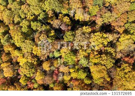 Colorful lush forest in autumn season. Tree canopies in fall woods. Landscape of autumnal wild nature Colorful lush forest in autumn season. Tree canopies in fall woods. Landscape of autumnal wild nature 131572695