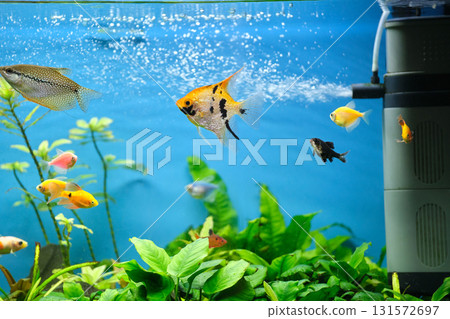 Colorful exotic fish swimming in deep blue water aquarium with green tropical plants 131572697
