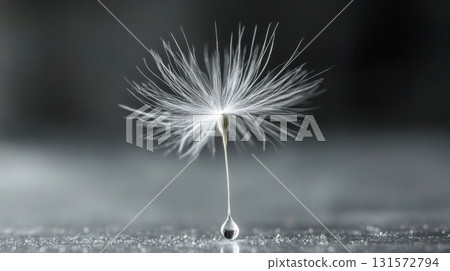 Dandelion Seedhead  Dewdrop. 131572794
