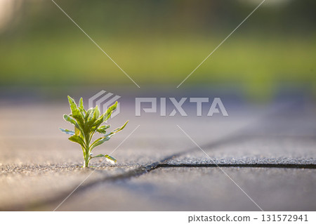 Close up of young little green plant starting to grow between concrete tiles in spring. Beginning of new life concept. Close up of young little green plant starting to grow between concrete tiles in spring. Beginning of new life concept. 131572941
