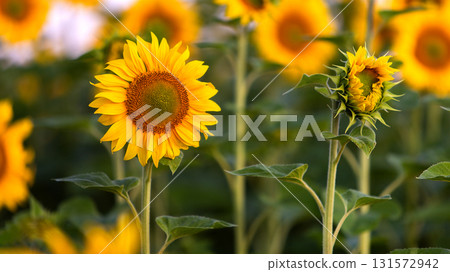 Close up of yellow sunflower in green summer field. Close up of yellow sunflower in green summer field. 131572942