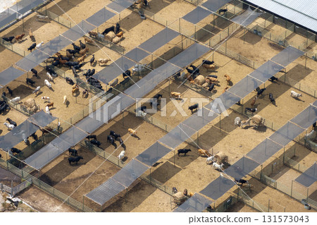 Cattle stockyard with meat cows. Feeding of livestock on farm feedlot in Florida rural area 131573043