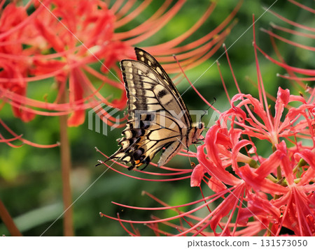 一隻燕尾蝶正在吸食紅蜘蛛百合的花蜜 131573050