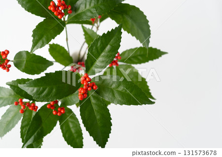 Image material of Senryo 131573678