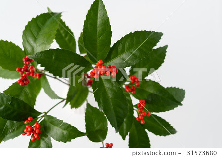 Image material of Senryo 131573680