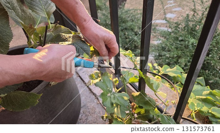 Gardening and plant maintenance with pruning shears on a sunny day Gardening and plant maintenance with pruning shears on a sunny day 131573761
