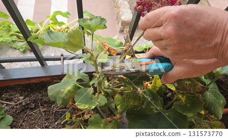 Gardening at home: hand pruning potted geranium plants for healthy growth Gardening at home: hand pruning potted geranium plants for healthy growth 131573770