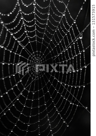 Spider web with dewdrops in morning light on dark background 131573915
