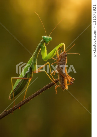 Praying mantis hunting grasshopper on branch in warm evening light 131573921